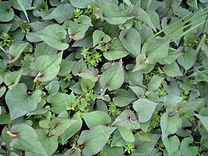 Houttynia cordata Leaf