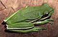 Hypsiboas prasinus01