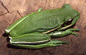 Hypsiboas prasinus01.jpg