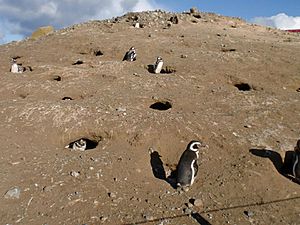 Isla magdalena magellanic penguins