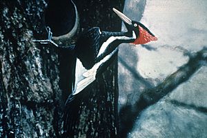 Ivory-billed Woodpecker by Jerry A. Payne.jpg
