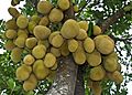 Jackfruit National fruit of Bangladesh