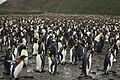 King Penguins at Salisbury Plain (5719368307)