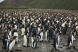 King Penguins at Salisbury Plain (5719368307)