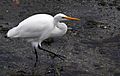 Kotuku, White heron,( Egretta alba modesta,) (33049220145)