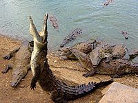 Large group of american crocodiles.jpg