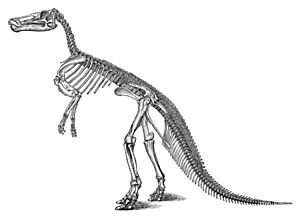 Large marsh claosaurus