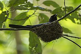 Lesser Racket-tailed Drongo at nest - Kang Kra Chan - Thailand S4E4944 (14278976543) (2)