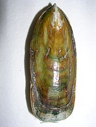 Lingula anatina.7 - Devonico.JPG
