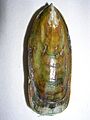Lingula anatina.7 - Devonico