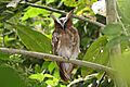 Lophostrix cristata -Panama-8