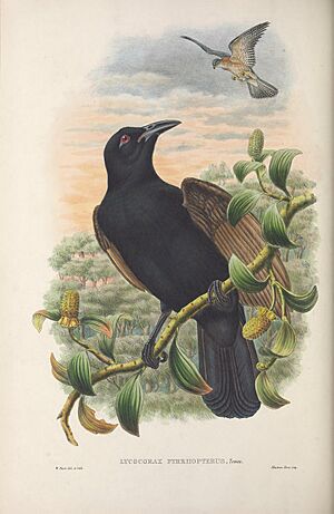 Lycocorax pyrrhopterus - Monograph of the Paradiseidae.jpg