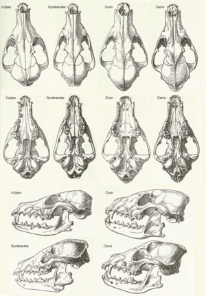 MSU V2P1a - Vulpes, Nyctereutes, Cuon & Canis skulls