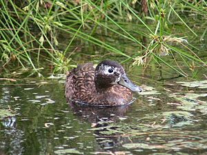 Male Laysan Duck