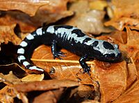 Marbled Salamander (Ambystoma opacum) (15401883638).jpg