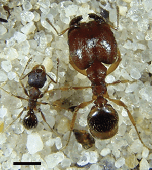 Mature Pheidole pilifera minor and major workers - journal.pone.0031618.g001A