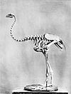 Megalapteryx didinus skeleton 1897.jpg