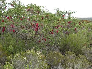 Melaleuca elliptica (habit)