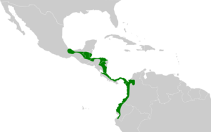 Melanerpes pucherani map.svg