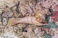 Mero de punta negra (Epinephelus fasciatus), parque nacional Ras Muhammad, Egipto, 2022-03-29, DD 53