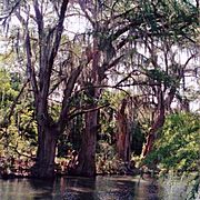 Montezuma Bald Cypress (Taxodium mucronatum), Rio Pilón near Villagrán, Municipality of Villagrán, Tamaulipas, Mexico (9 August 2005)