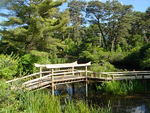 Mytoi, Chappaquiddick Island