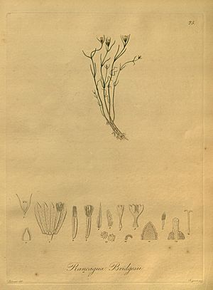 Nova genera ac species plantarum, quas in regno Chilensi Peruviano et in terra Amazonica (Pl. 025) (8619515730).jpg