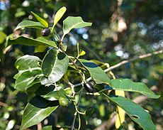 Olea paniculata fruit