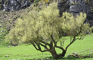Olearia hectorii, mature tree