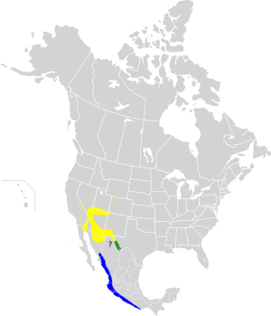 Oreothlypis luciae map.svg