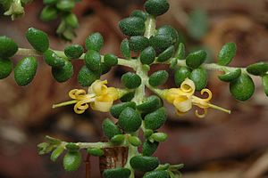 Persoonia microphylla.jpg
