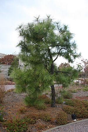 Pinus serotina USBG.jpg