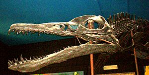 Pliosaurus ferox