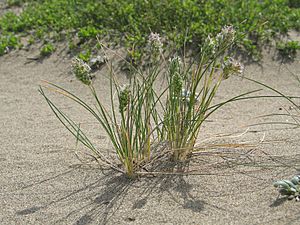 Poa douglasii.jpeg