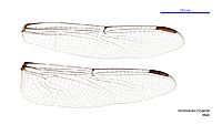 Potamarcha congener male wings (34249213393)