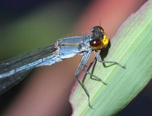 Pseudagrion citricola 2015 01 02 a