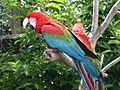 Red-and-green Macaw (Ara chloroptera) -Pittsburgh -June2005