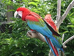 Red-and-green Macaw (Ara chloroptera) -Pittsburgh -June2005