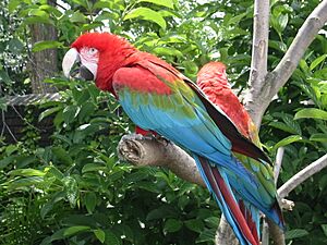 Red-and-green Macaw (Ara chloroptera) -Pittsburgh -June2005