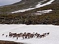Reindeer-on-the-rocks