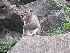 Rhesus monkey