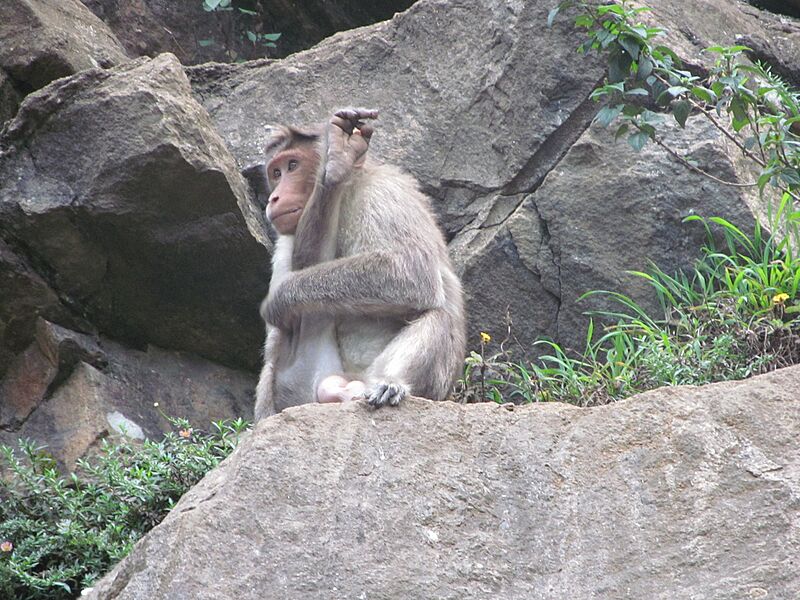 Rhesus monkey