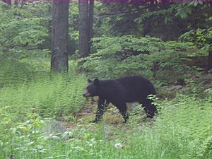 Ricketts Glen State Park Bear
