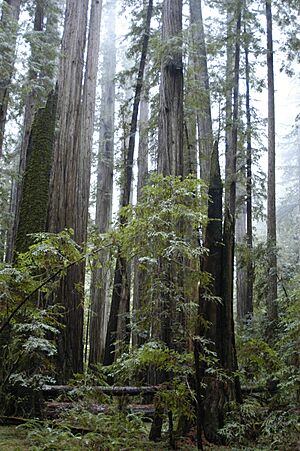Rockefeller Grove Redwoods2