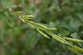 Rocket Salad, Arugula, Roquette, Rucola, Rugula (Eruca vesicaria subsp. sativa)