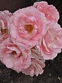 Rose Professor Sieber Journet