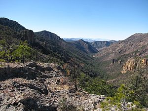 Rucker Canyon in the Chiricahua Mountains