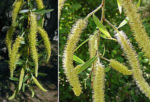 Salix humboldtiana (8643642931).jpg