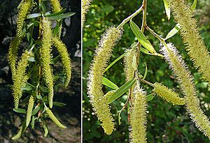 Salix humboldtiana Facts for Kids