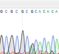 Sanger Sequencing heterozygous point mutation